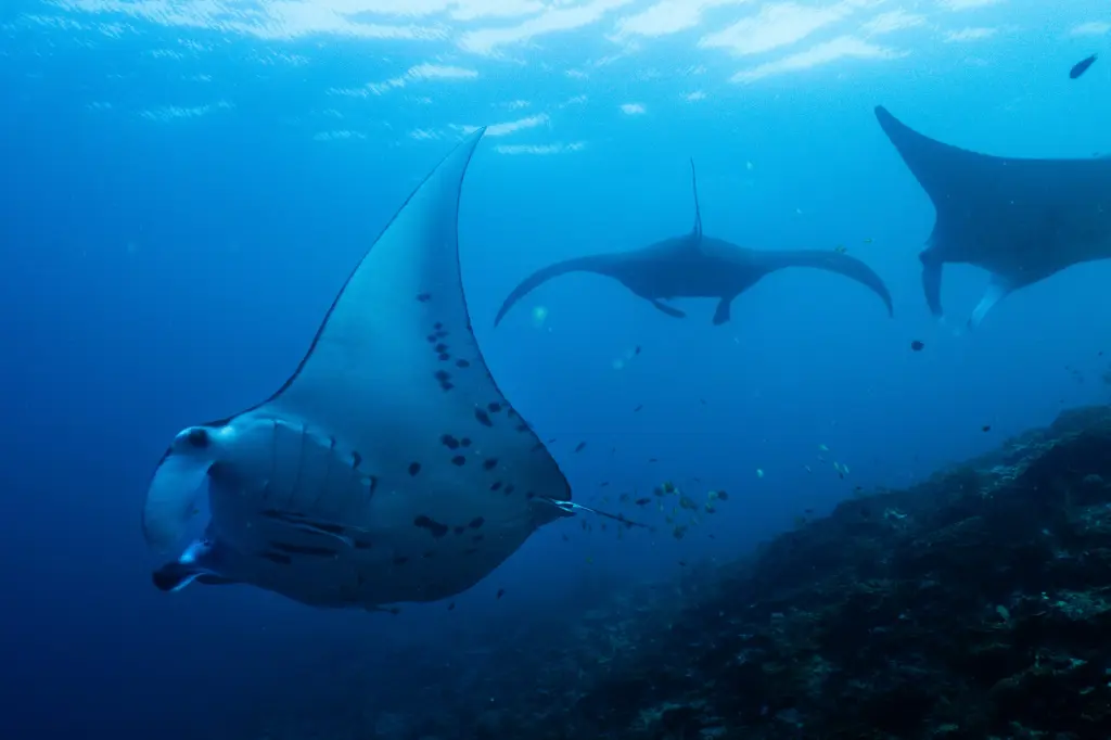 Manta rays swim over a coral reef in open ocean water
